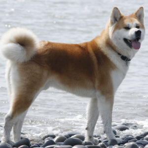 akita inu