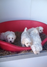 bichon maltais 1