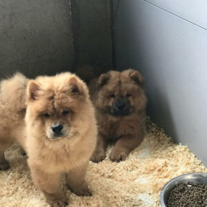 chowchow 1