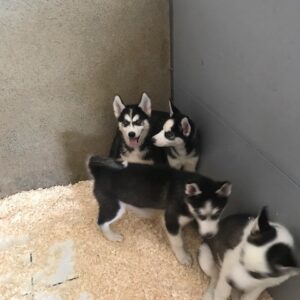 husky siberien 1